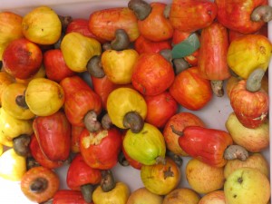 Fresh Cashews at the Market Fresh Cashews at the Market